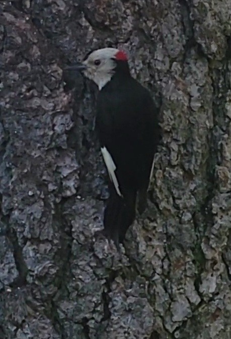 White-headed Woodpecker - ML644445320