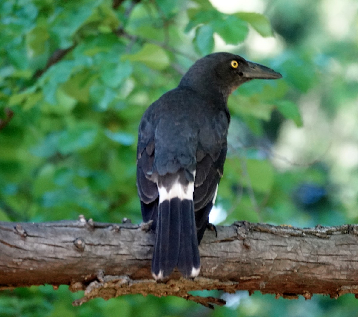 Pied Currawong - ML644445321