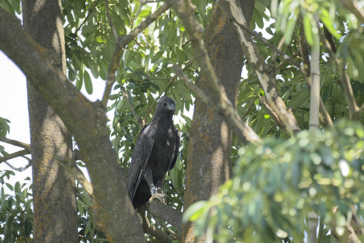 Changeable Hawk-Eagle - ML644445322
