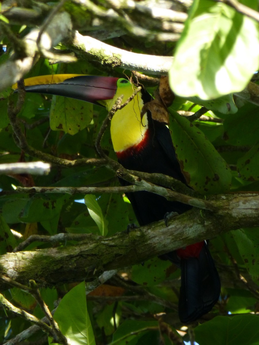 Yellow-throated Toucan - ML644445325