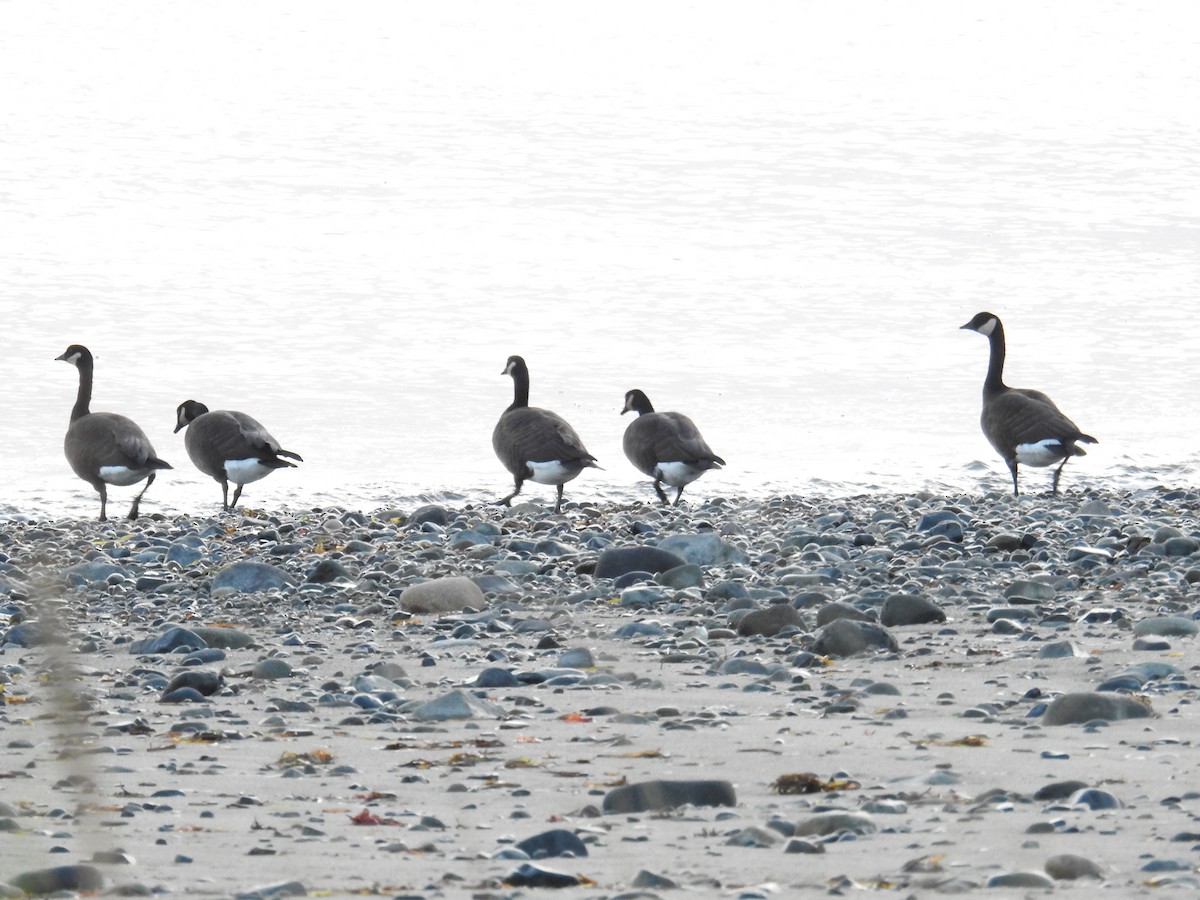 Branta kanadar handia (occidentalis/fulva) - ML644445327