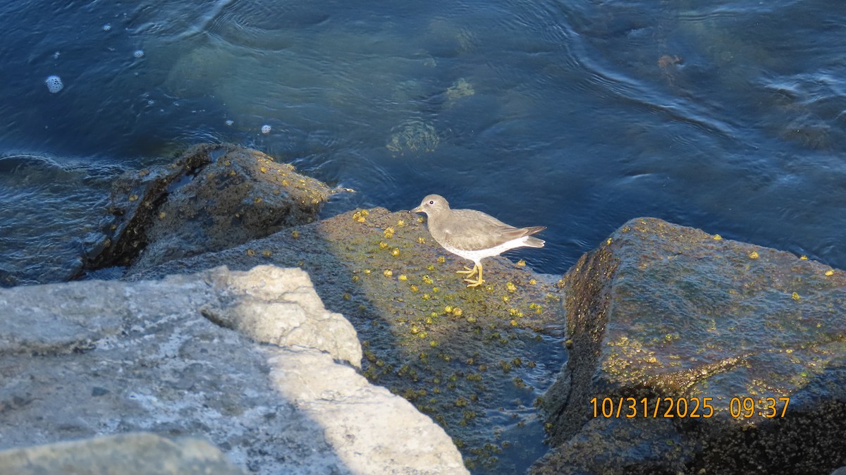 アライソシギ - ML644445328