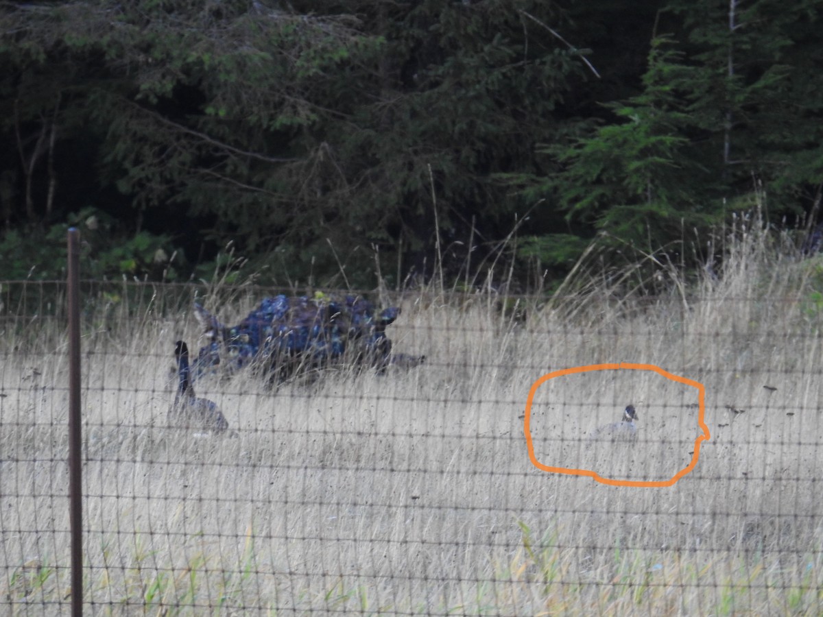 berneška malá - ML644445329