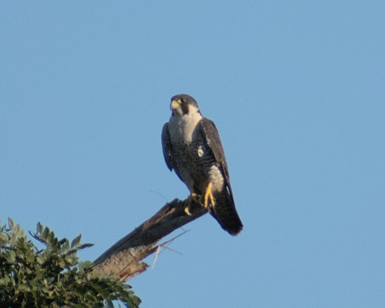 Peregrine Falcon - ML644445335