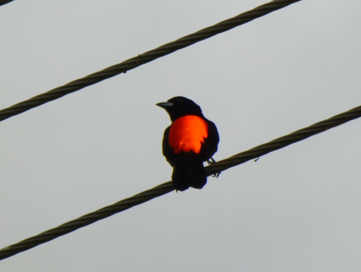 Scarlet-rumped Tanager - ML644445340