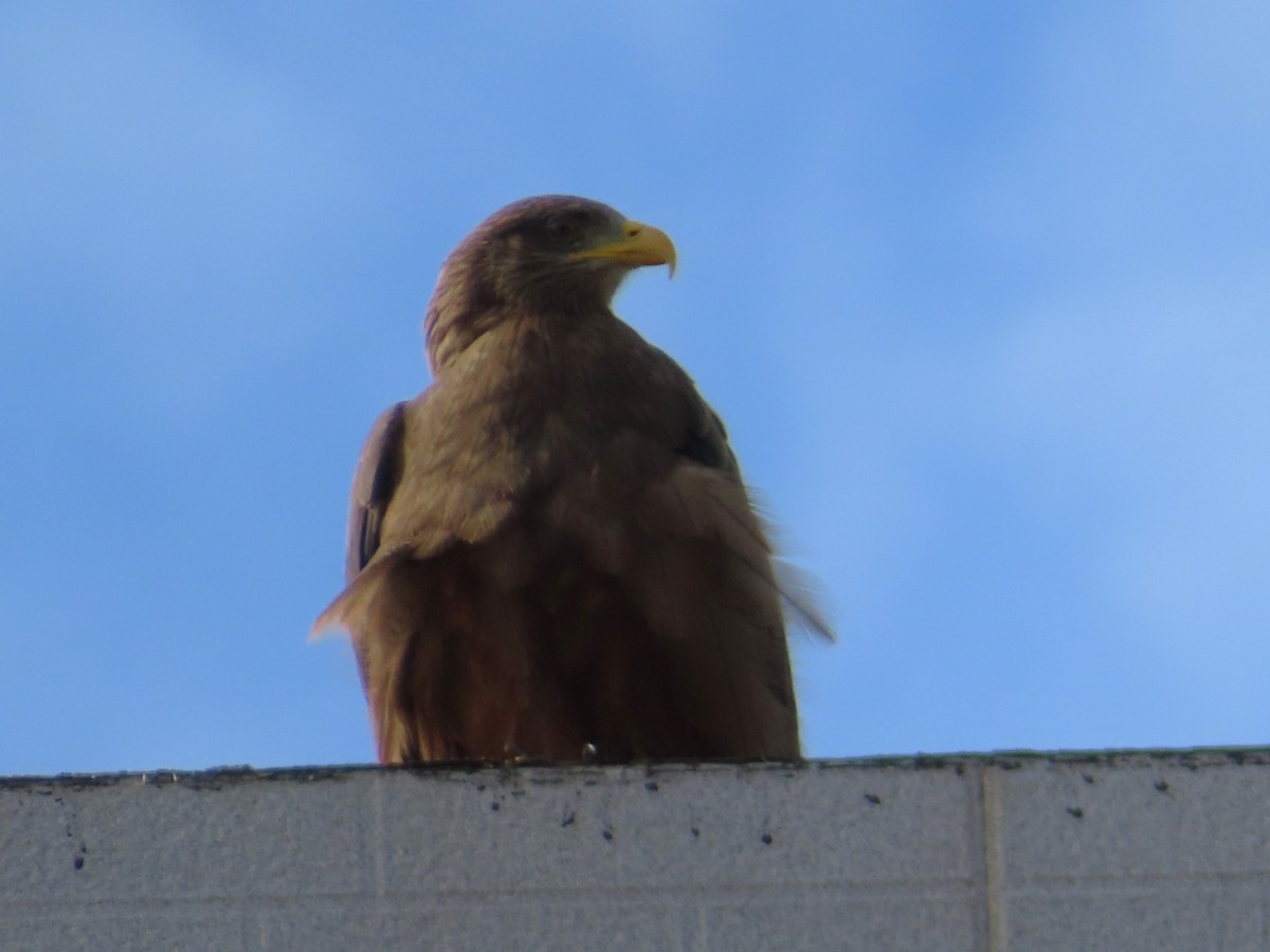 Black Kite - ML644445346