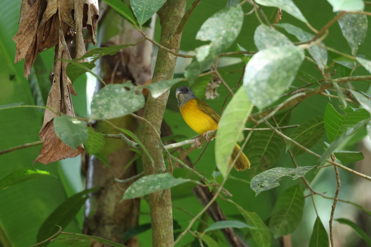 カンムリフウキンチョウ - ML644445347