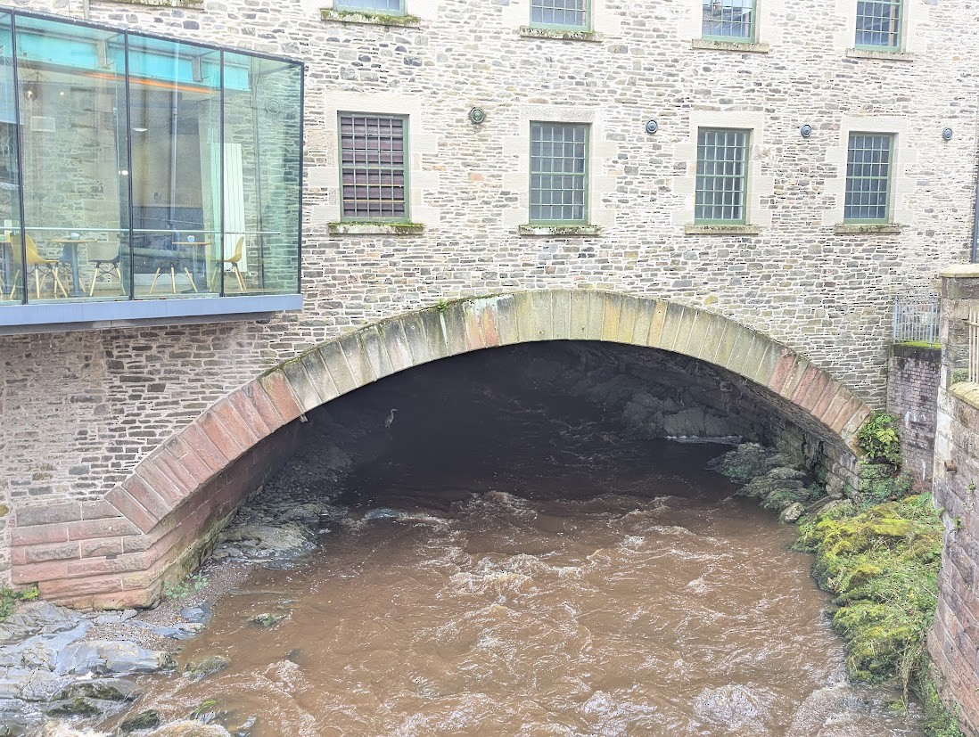 Gri Balıkçıl (cinerea/jouyi) - ML644445349