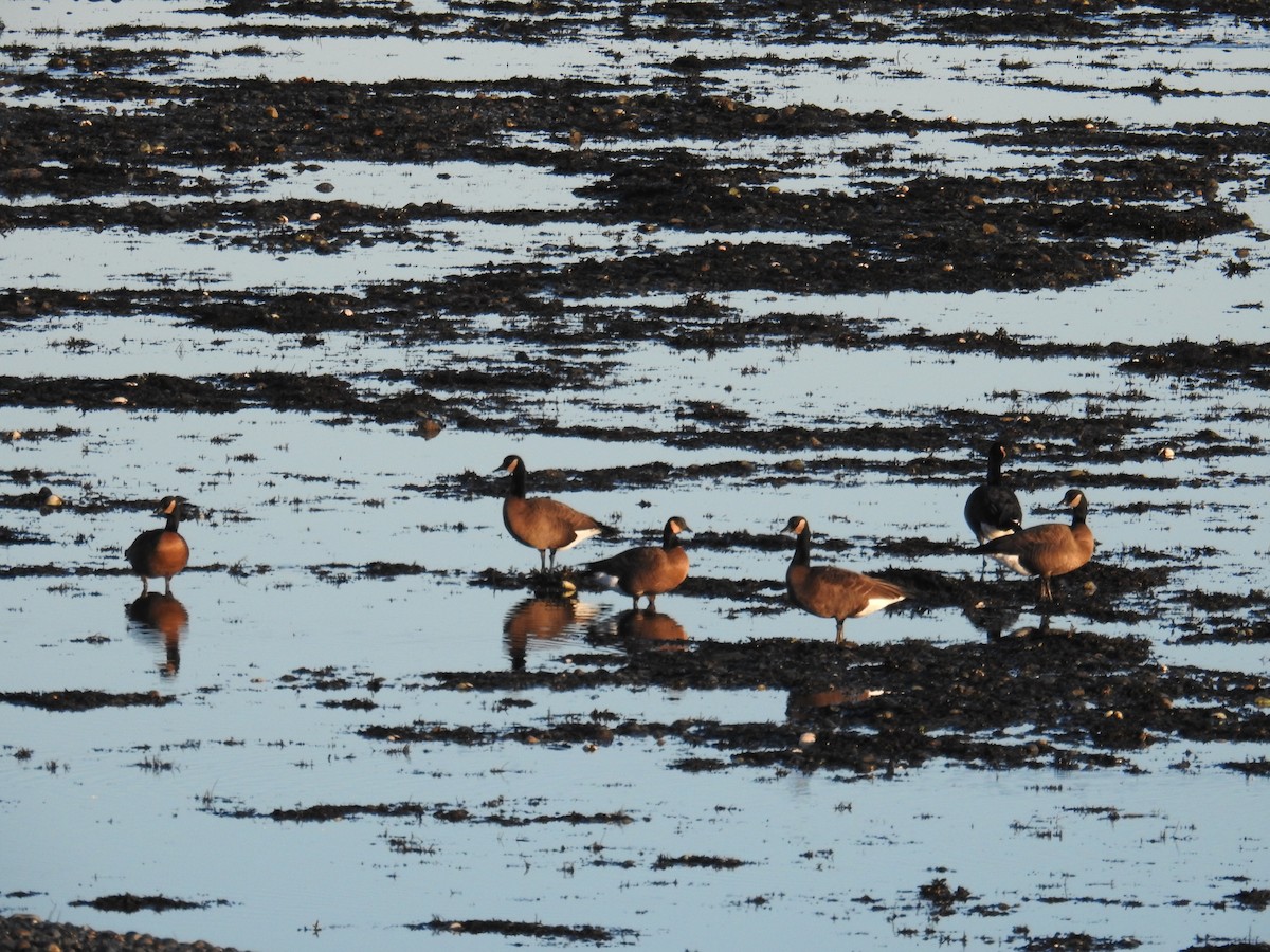 Branta kanadar handia (occidentalis/fulva) - ML644445359