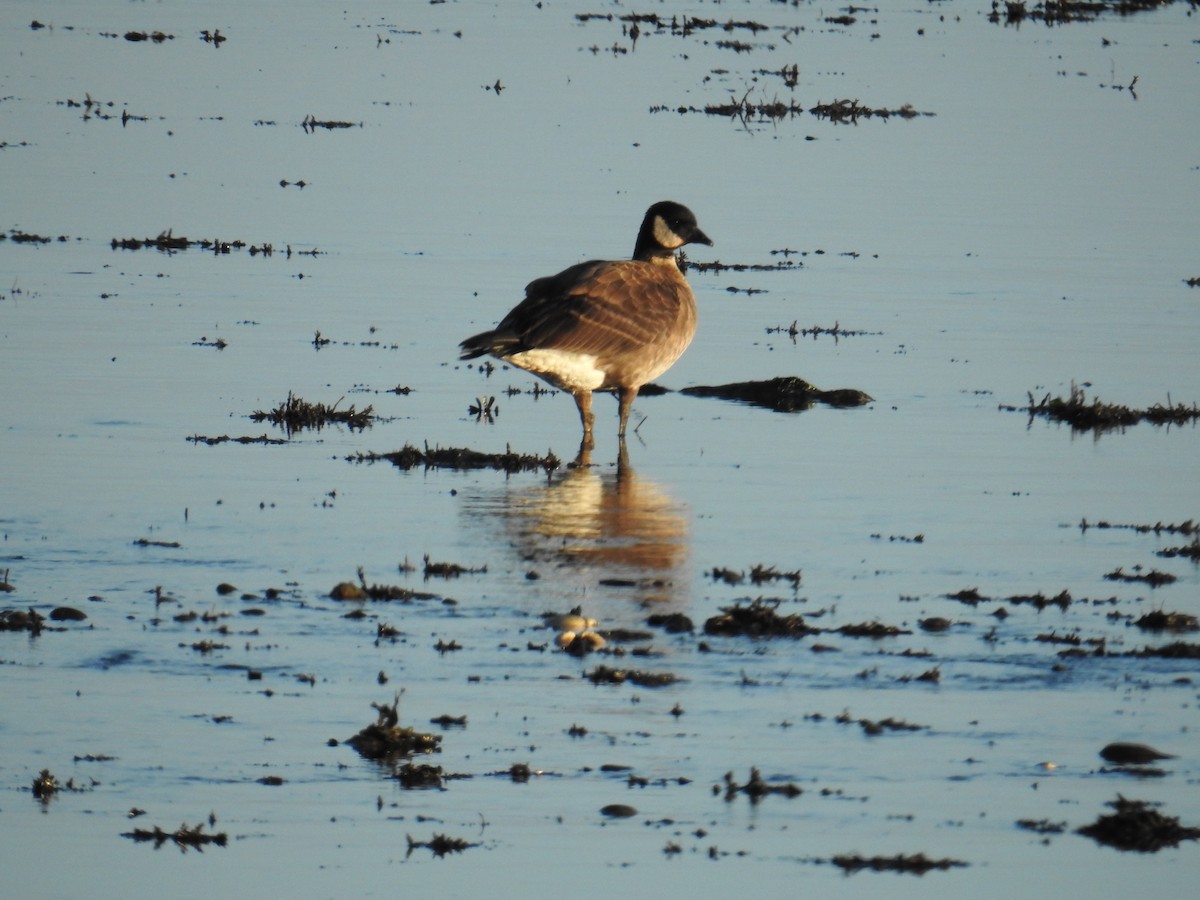 berneška malá - ML644445366