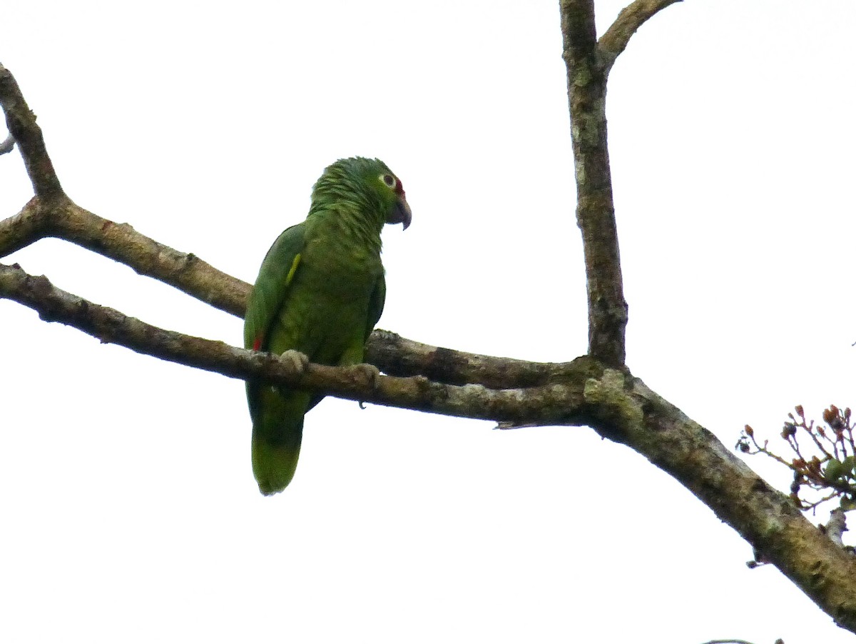 Mealy Amazon - ML644445373