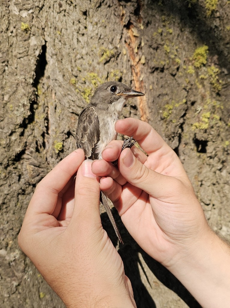 Olive-sided Flycatcher - ML644445376