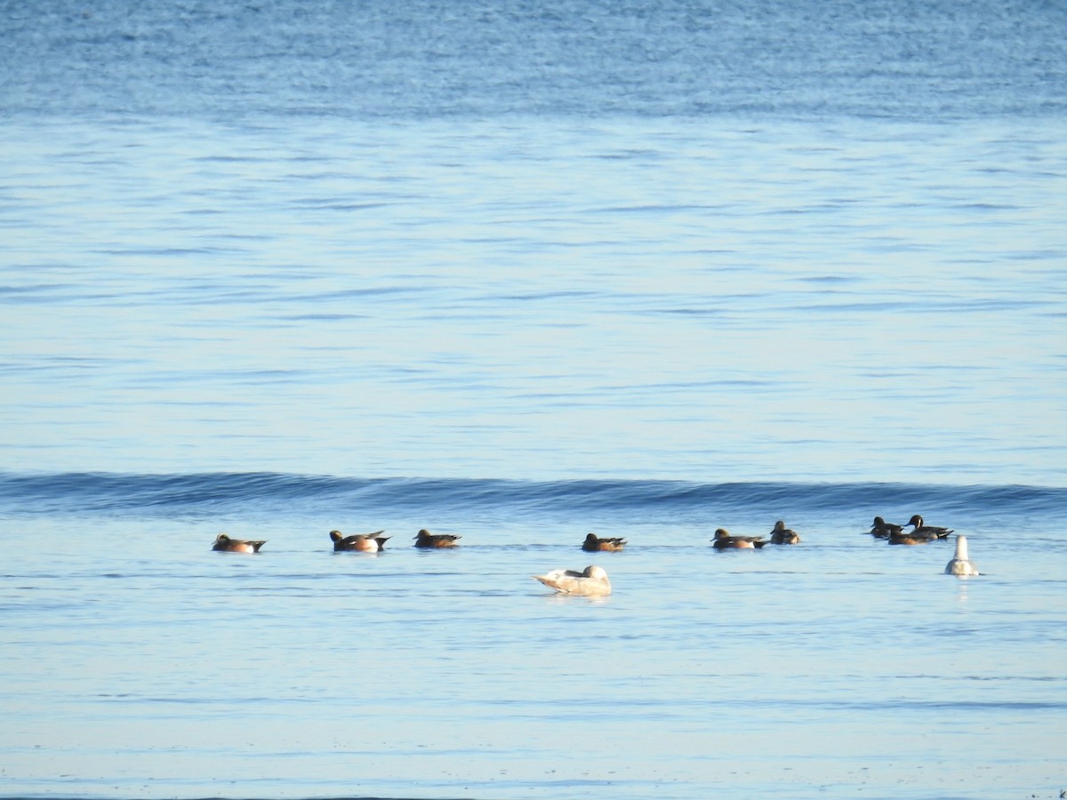American Wigeon - ML644445378