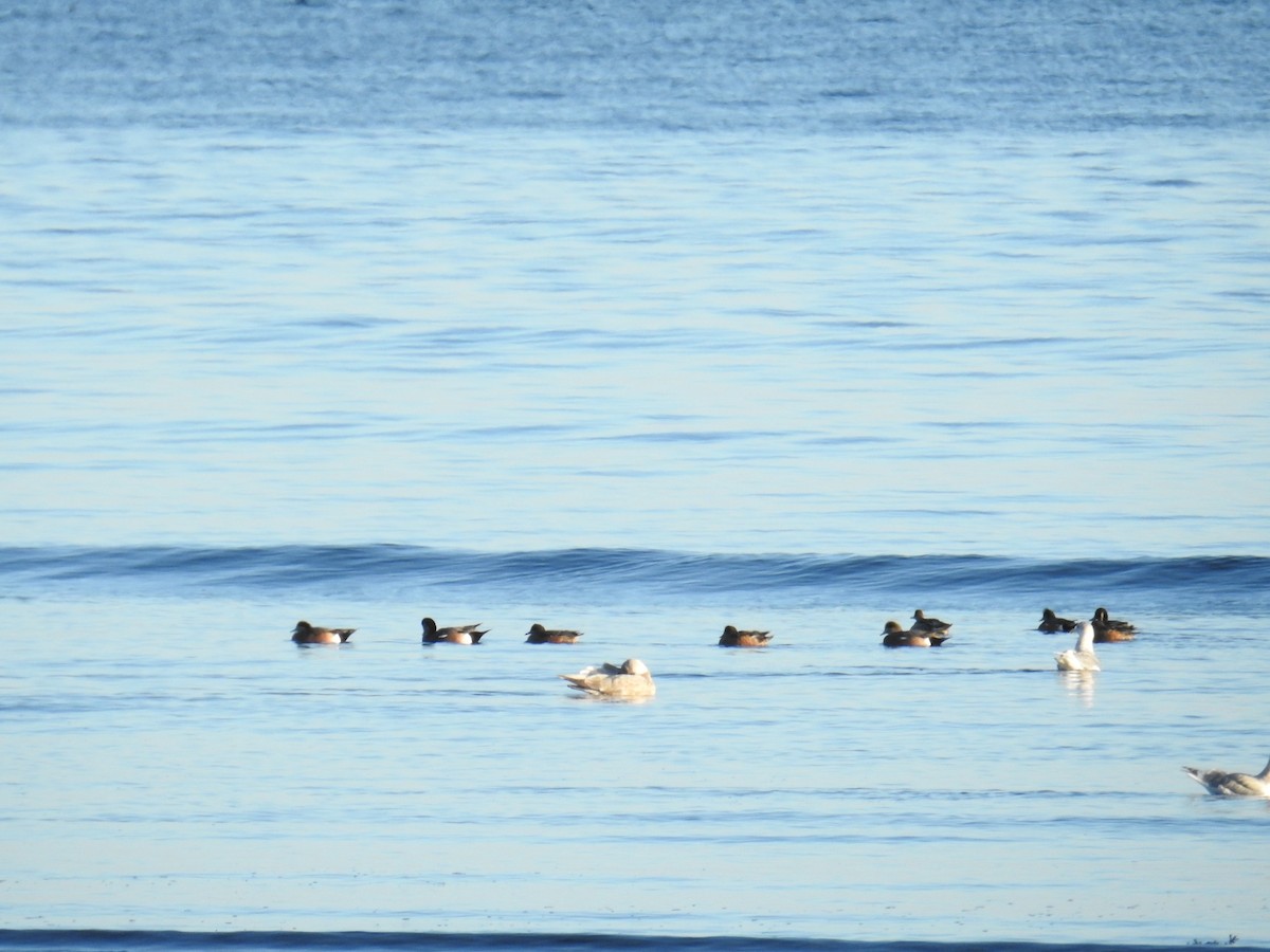 American Wigeon - ML644445379
