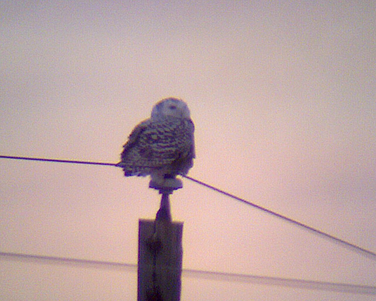 Snowy Owl - ML644445380