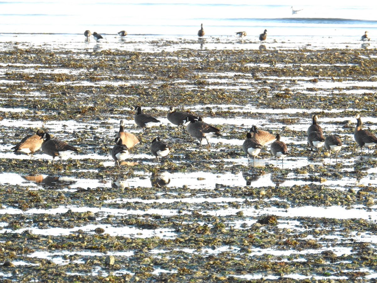 Branta kanadar handia (occidentalis/fulva) - ML644445382