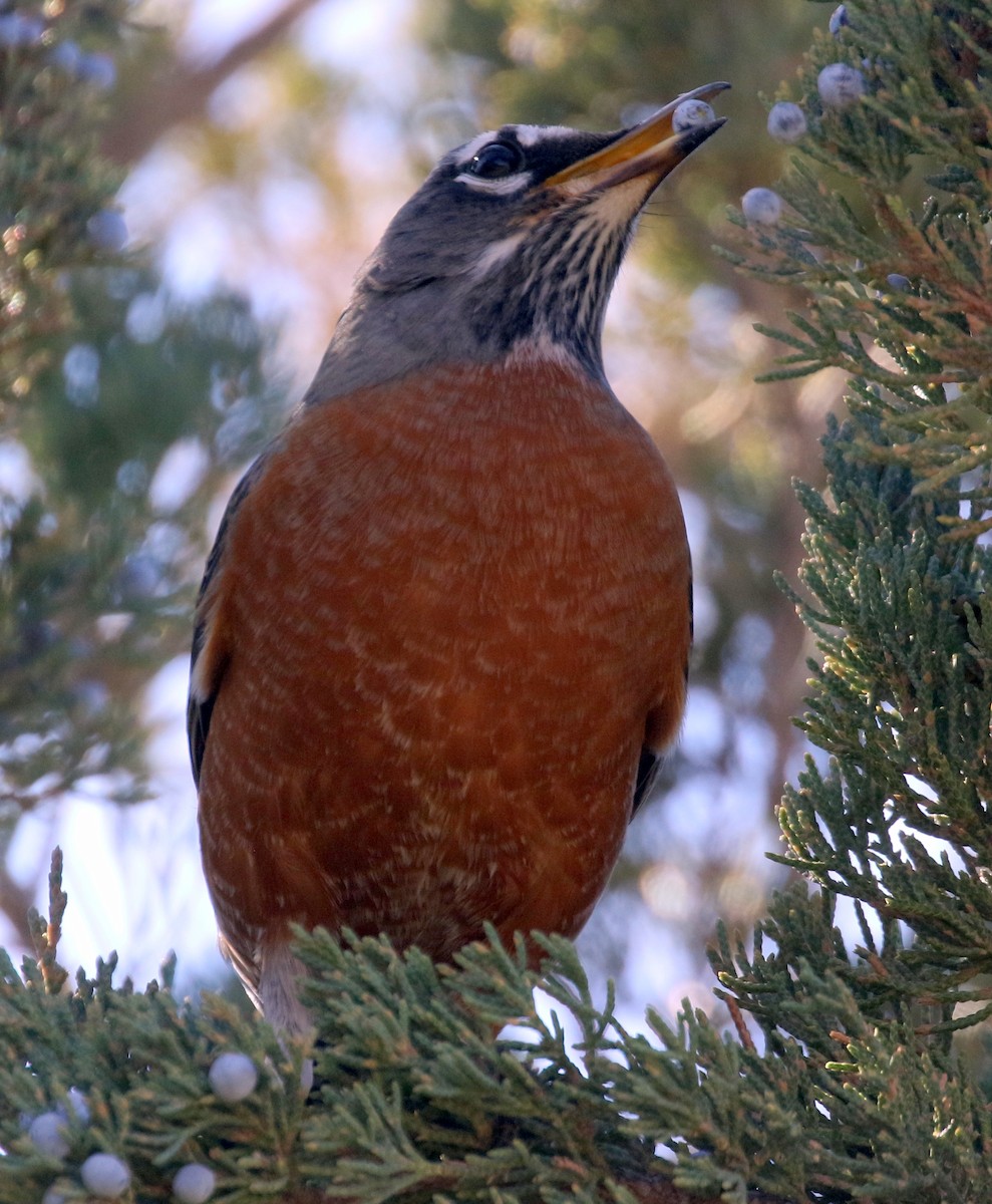 American Robin - ML644445389