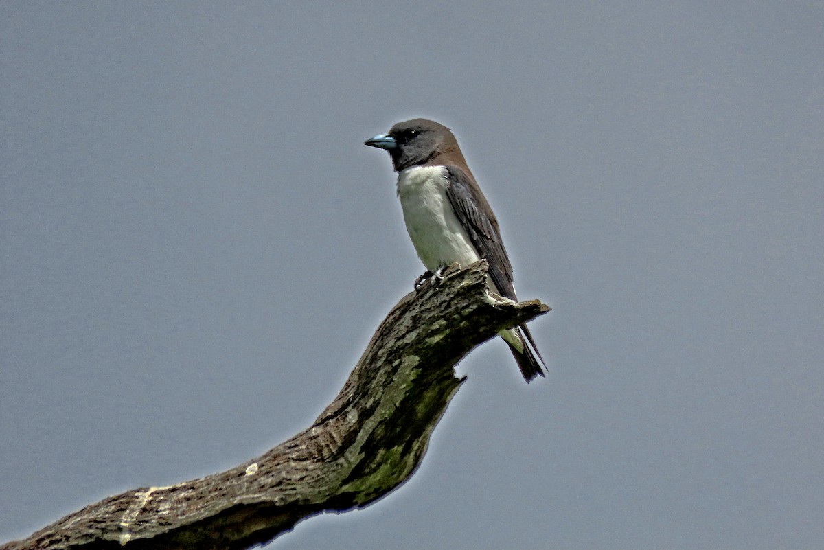 Белобрюхий артам - ML644445390