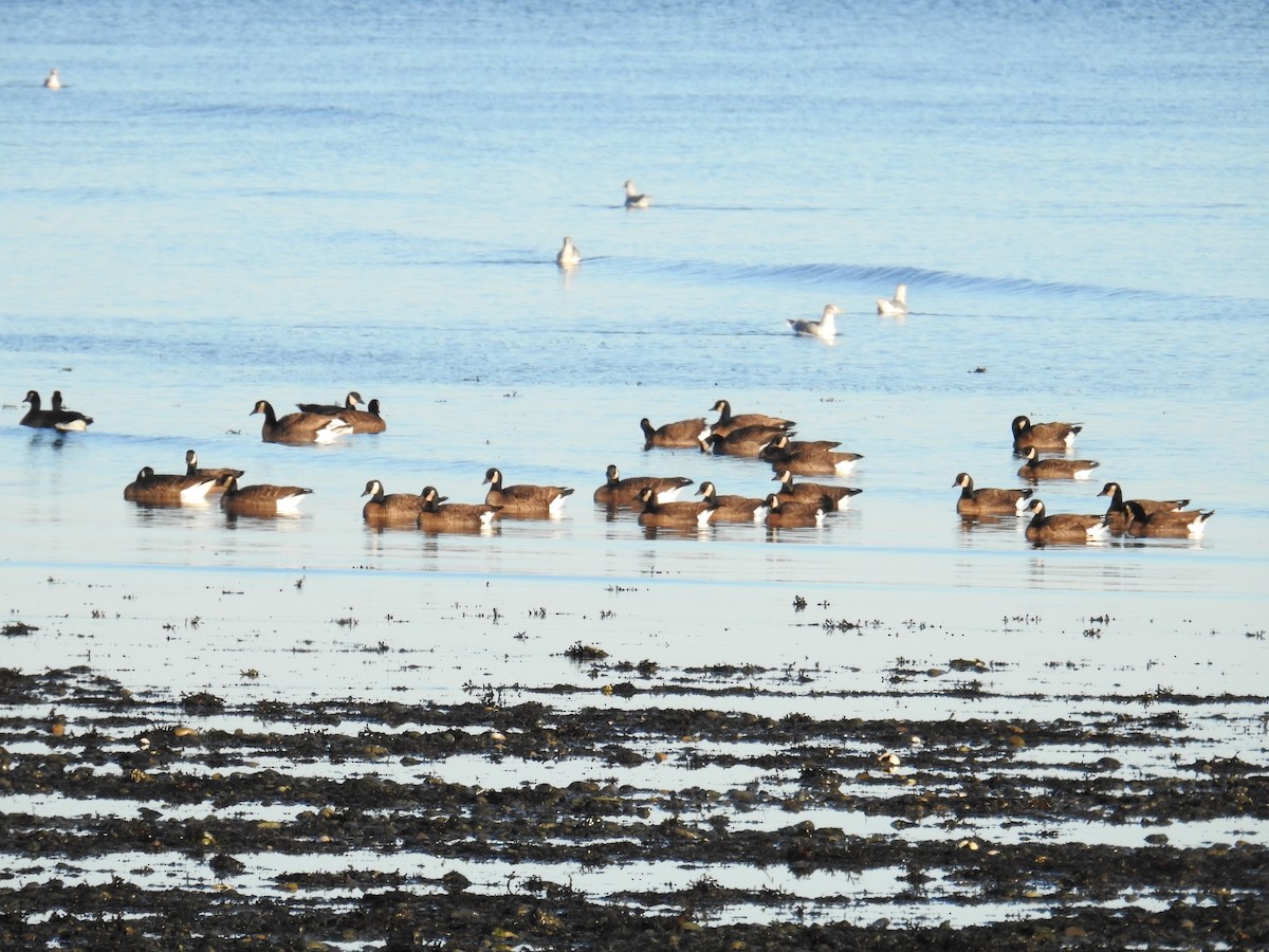 Branta kanadar handia (occidentalis/fulva) - ML644445394