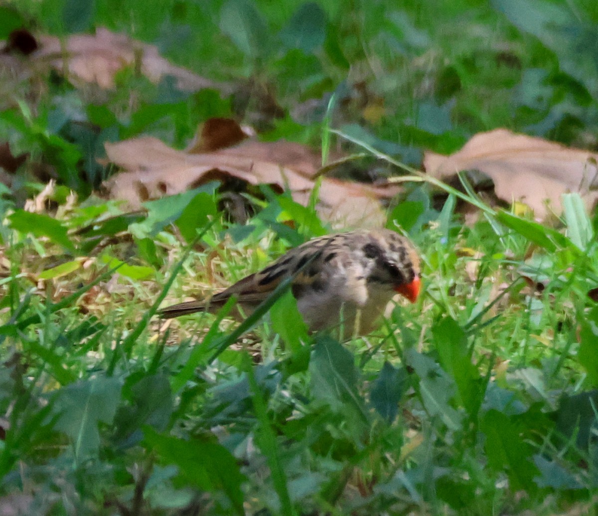針尾維達雀 - ML644445407
