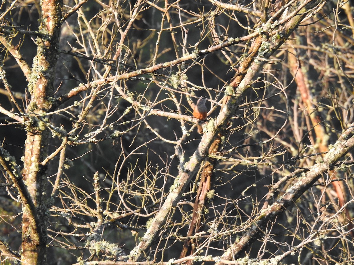 Palani Laughingthrush - ML644445416