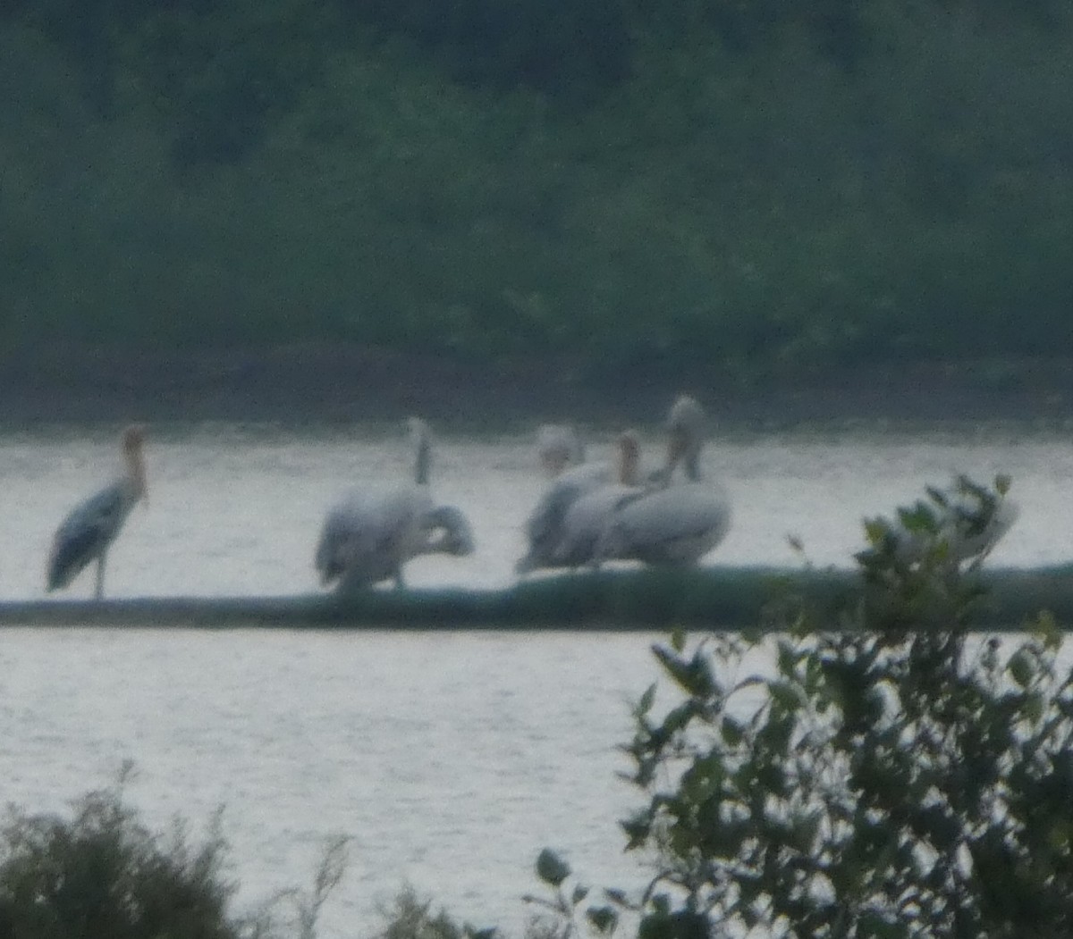 Spot-billed Pelican - ML644445431