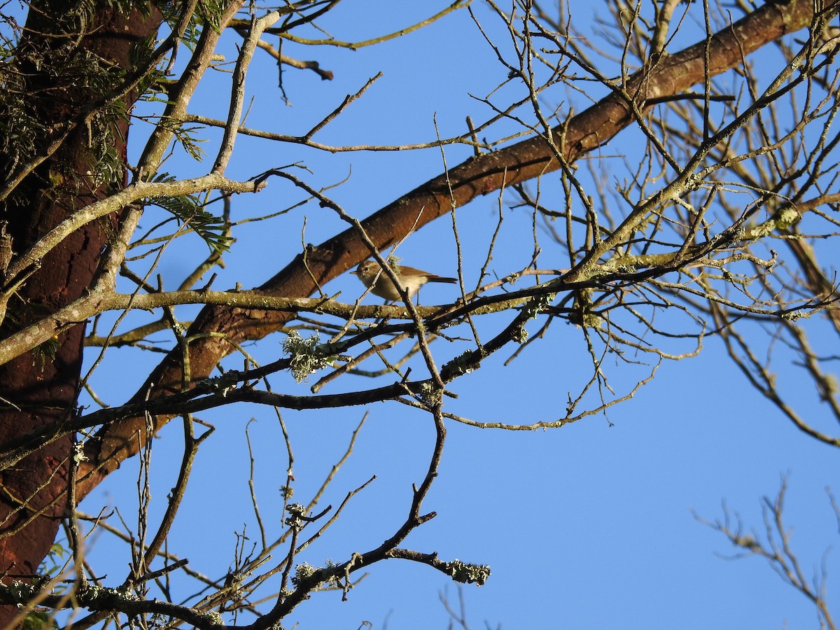 budníček zelený - ML644445435