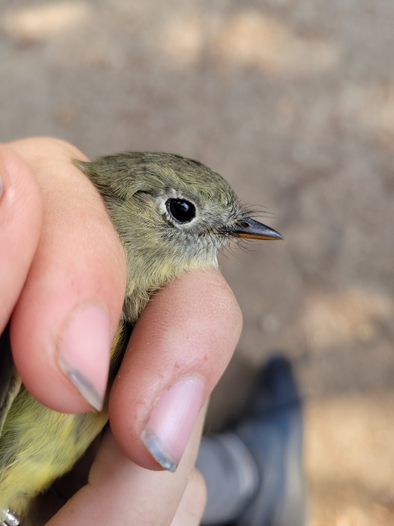 Hammond's Flycatcher - ML644445439