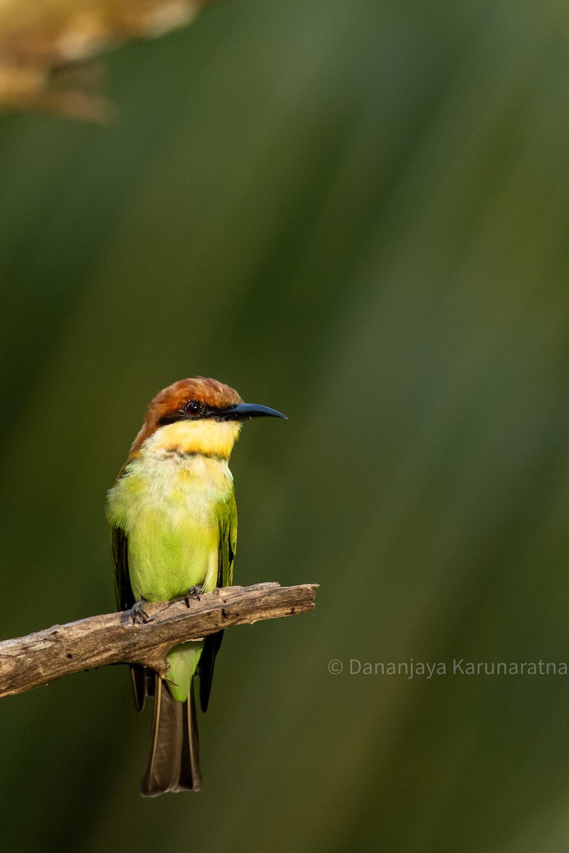 Chestnut-headed Bee-eater - ML644445441