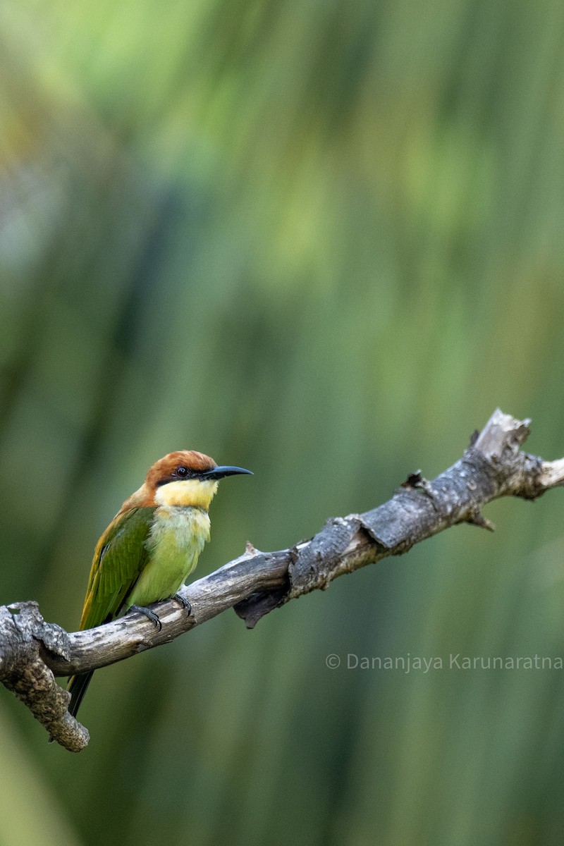 Chestnut-headed Bee-eater - ML644445442