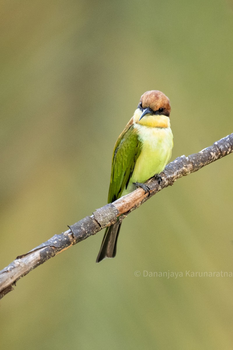 Chestnut-headed Bee-eater - ML644445443