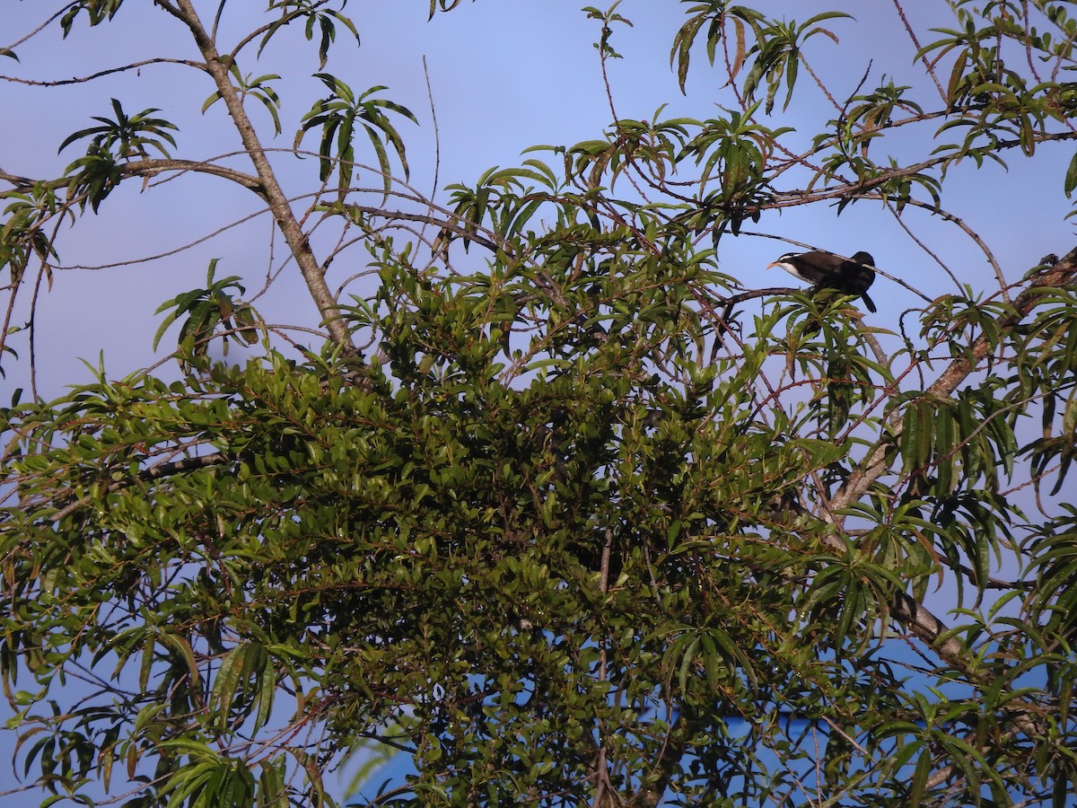 indiasigdtimal - ML644445449