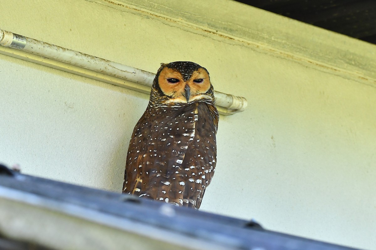 Spotted Wood-Owl - ML644445450