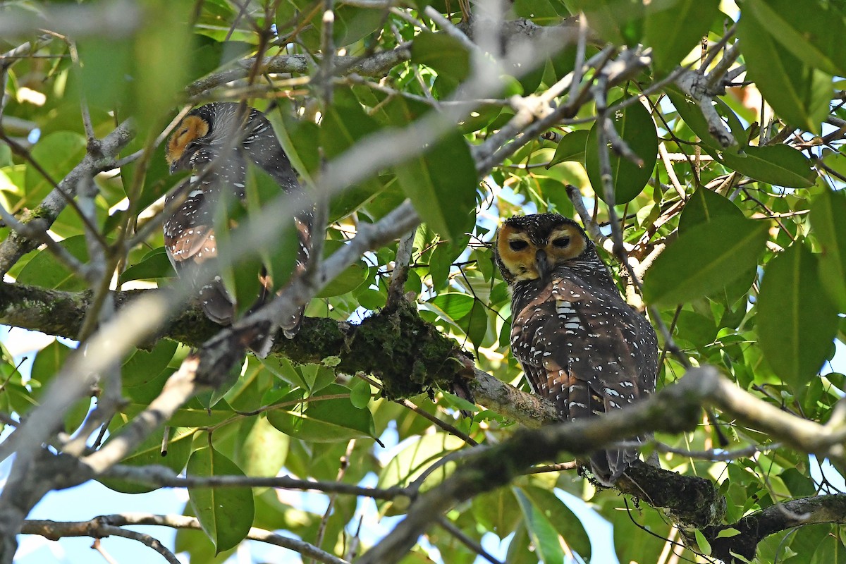 Spotted Wood-Owl - ML644445451
