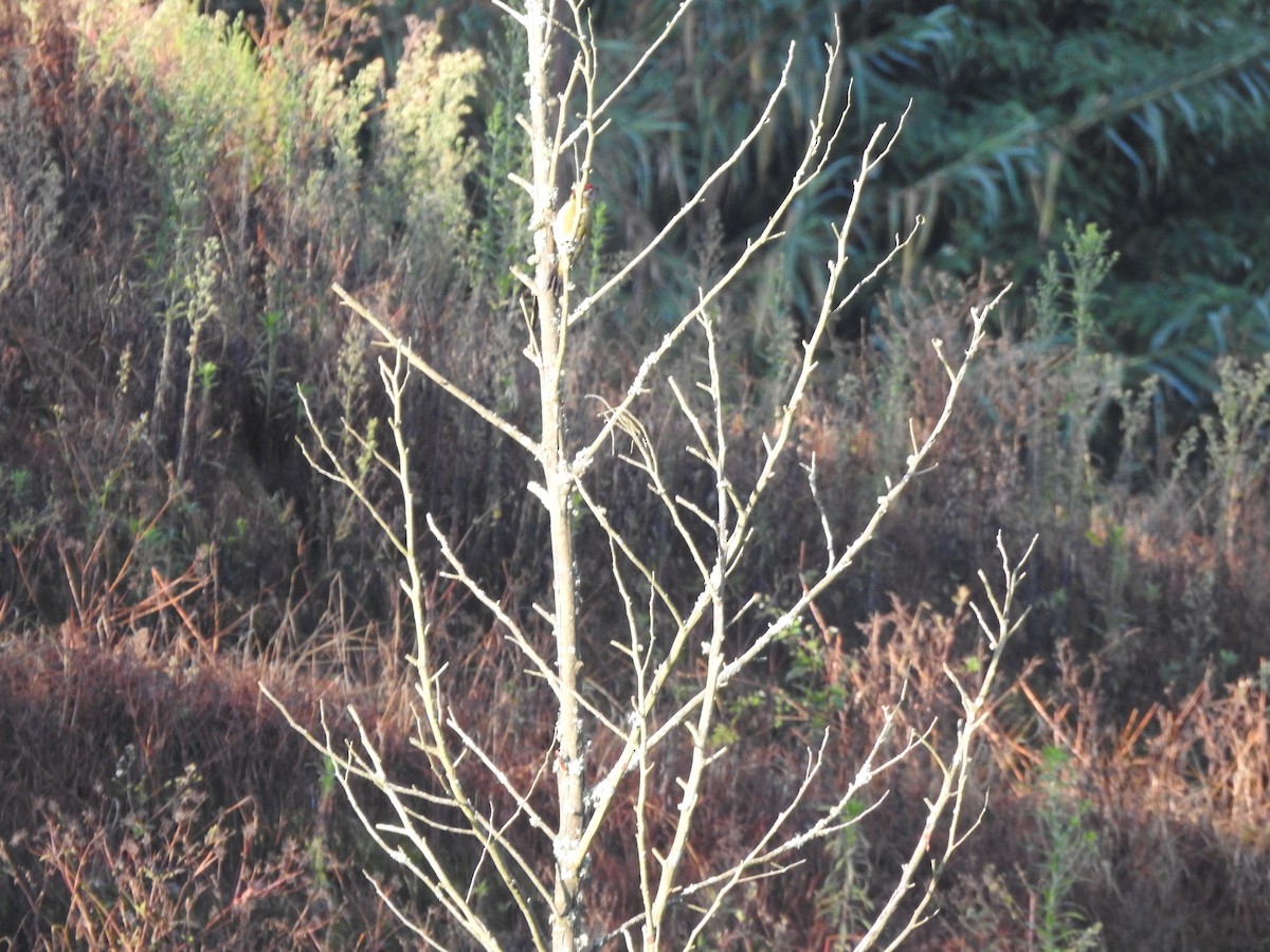 Streak-throated Woodpecker - ML644445455