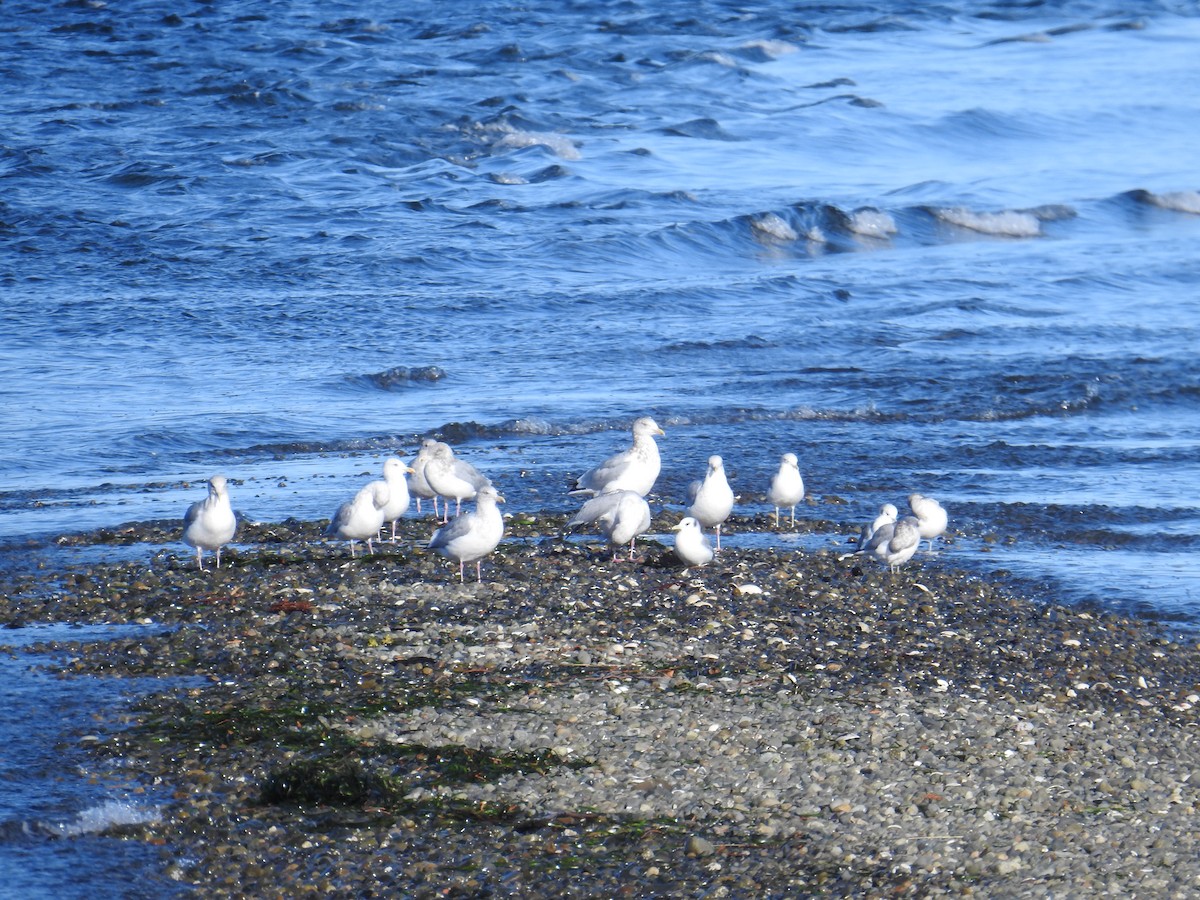 Black-legged Kittiwake - ML644445459