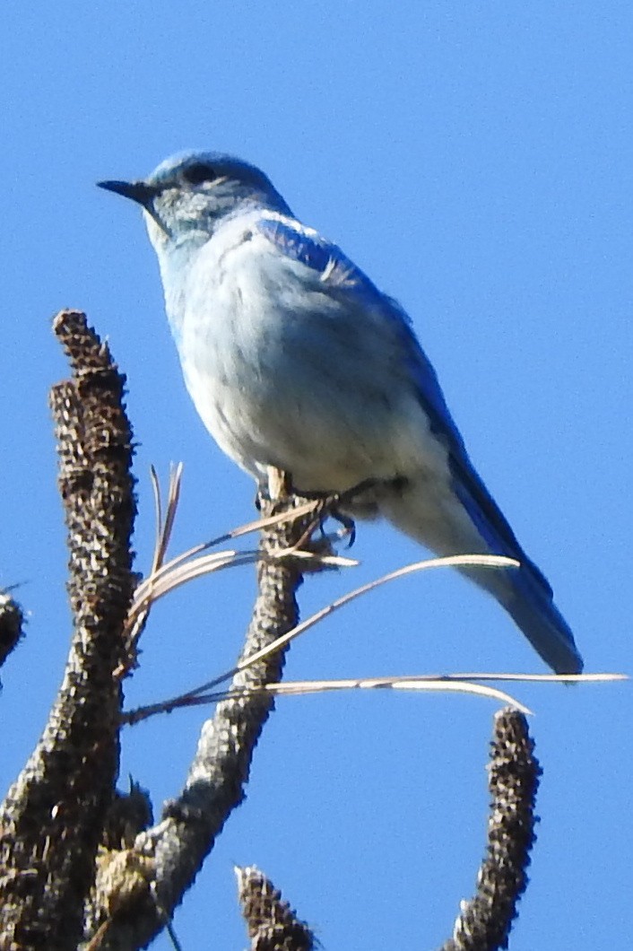 Merlebleu azuré - ML644445460