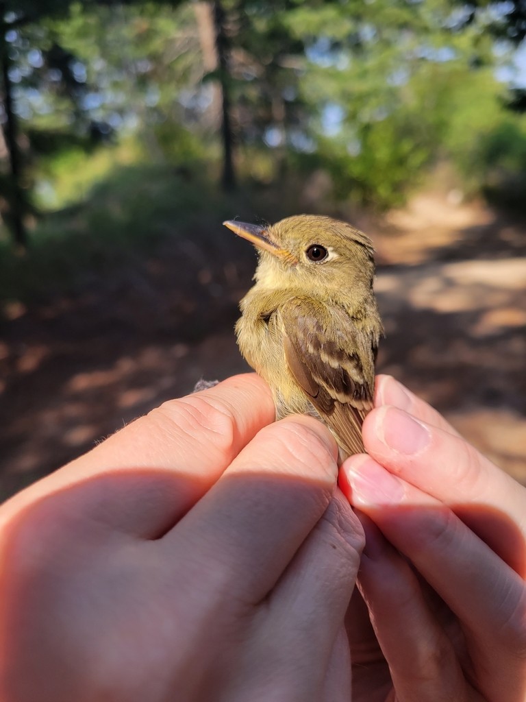 Western Flycatcher - ML644445471