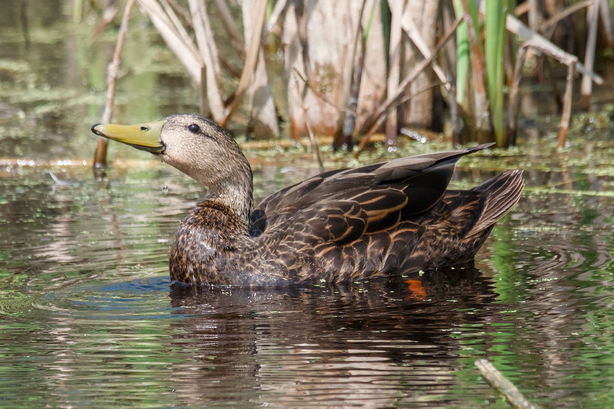 マダラガモ - ML644445472