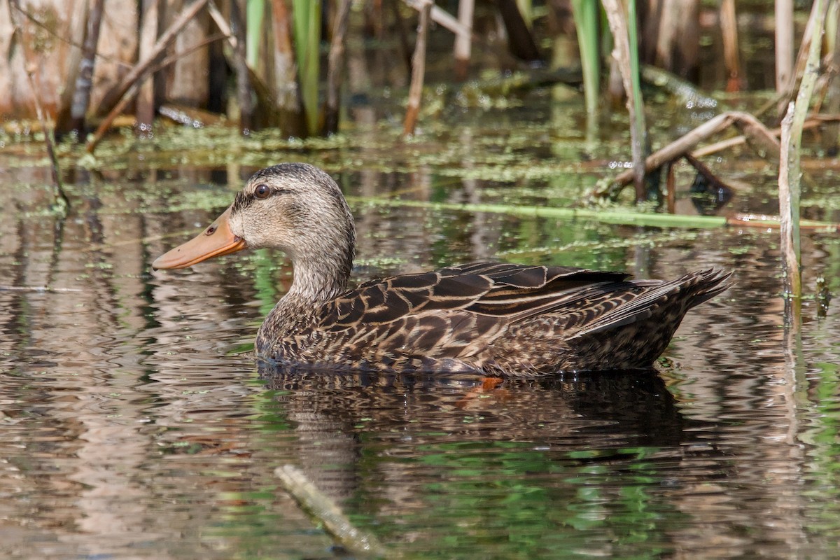 マダラガモ - ML644445473