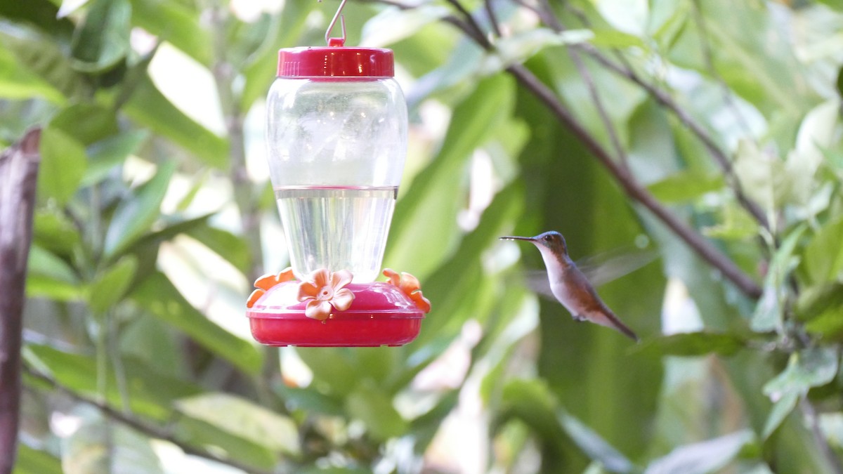 Andean Emerald - ML644445478