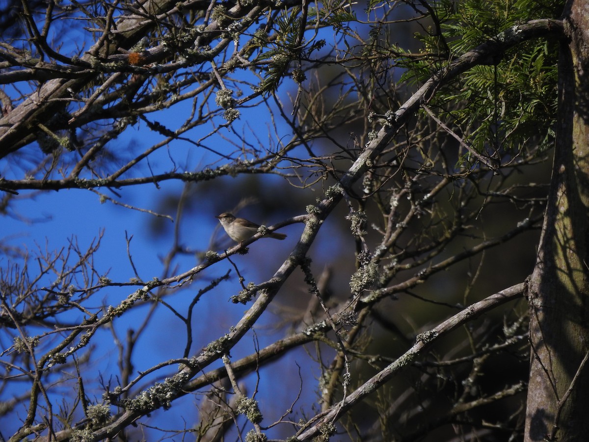 Green Warbler - ML644445479