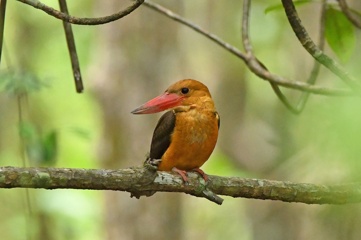 Brown-winged Kingfisher - ML644445480
