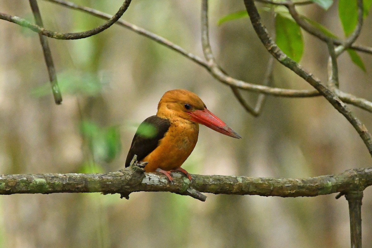 Brown-winged Kingfisher - ML644445481