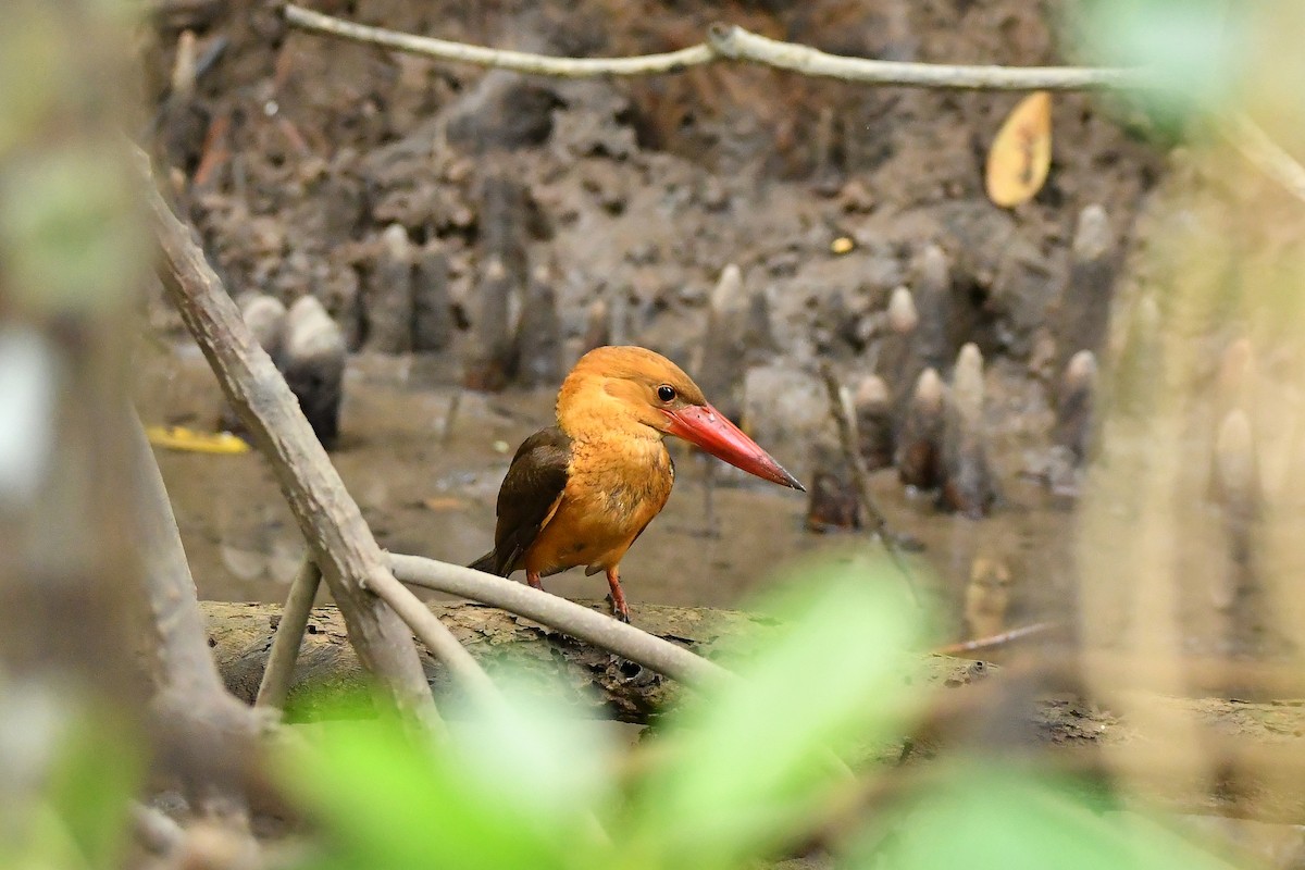 Brown-winged Kingfisher - ML644445482