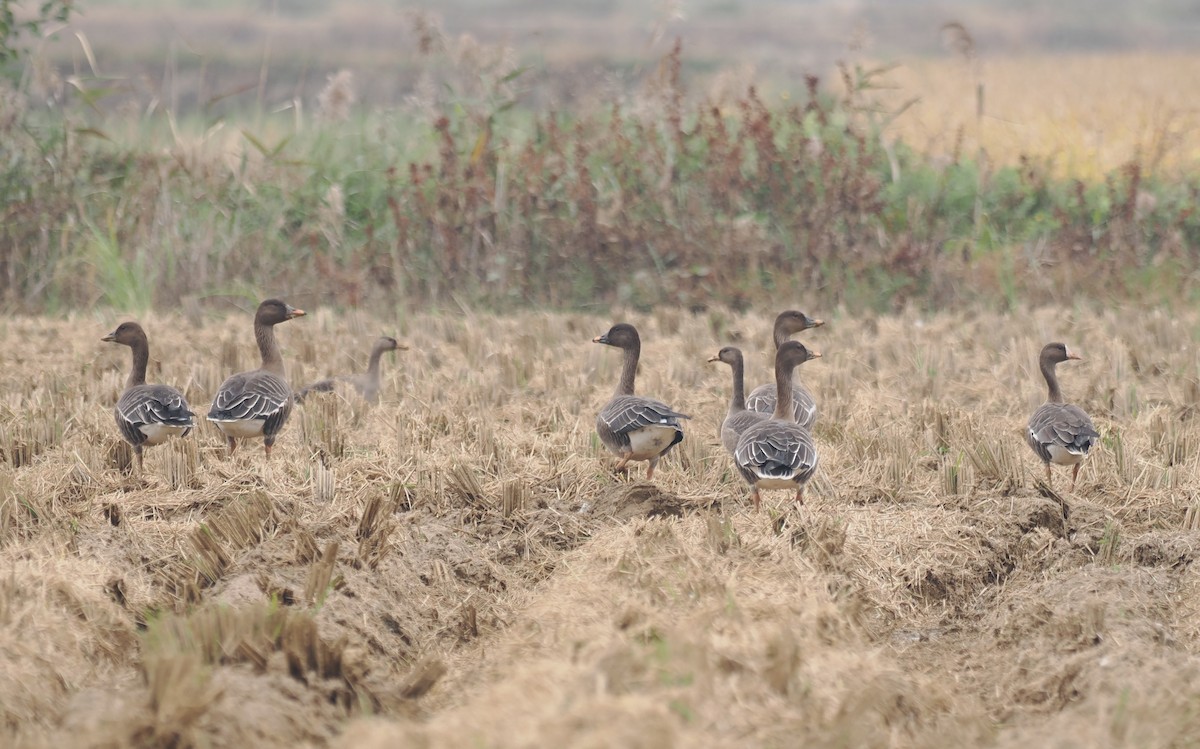 Taiga Bean-Goose - ML644445483