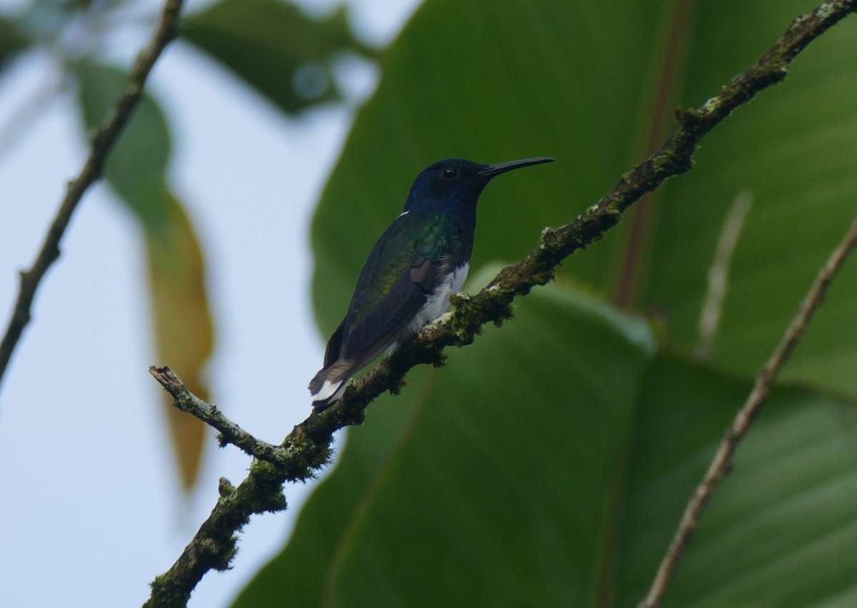 White-necked Jacobin - ML644445484