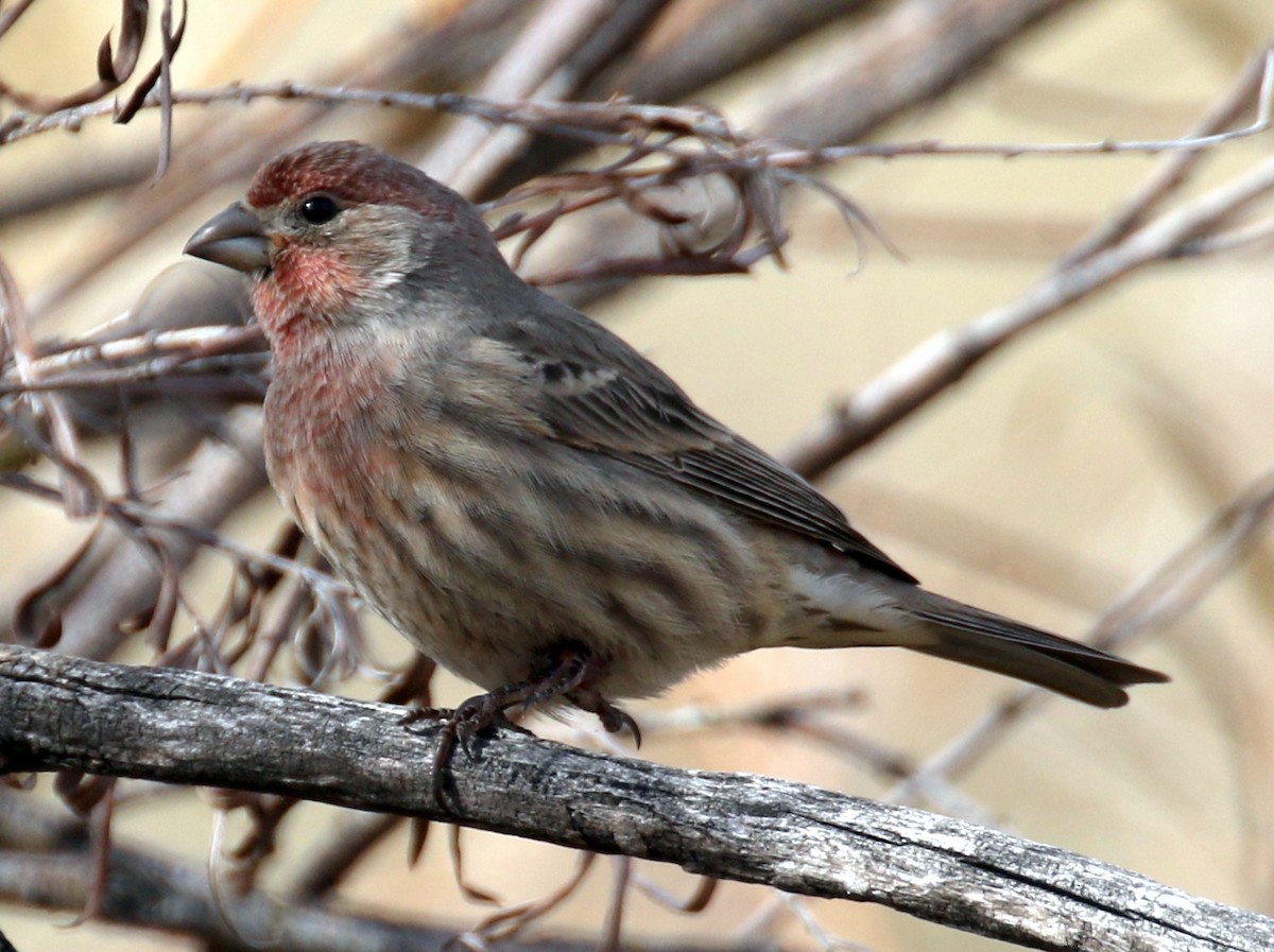House Finch - ML644445488