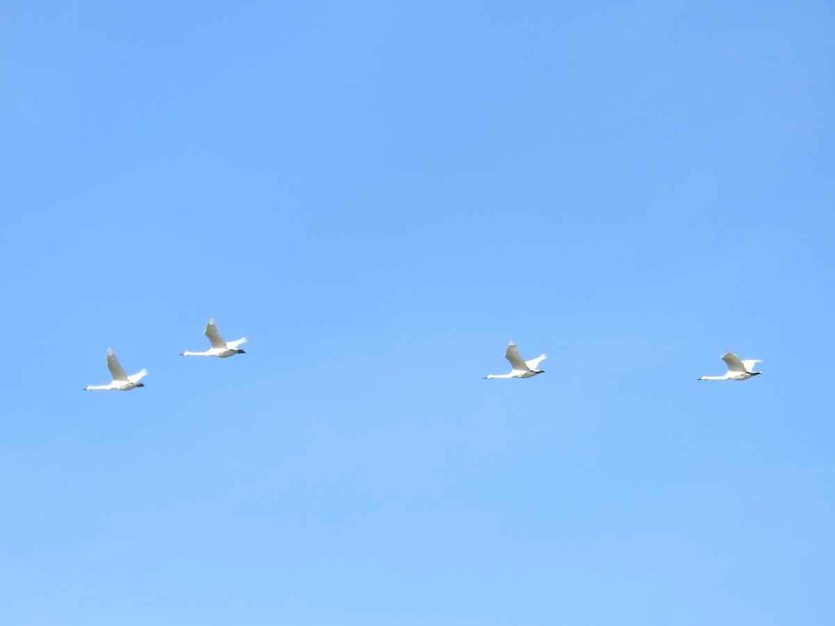 Trumpeter Swan - ML644445493