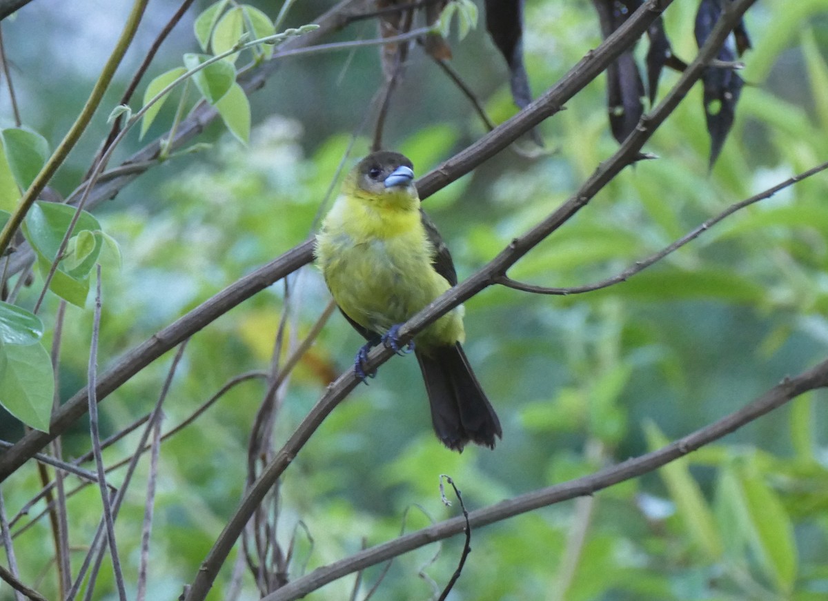 Flame-rumped Tanager (Lemon-rumped) - ML644445495